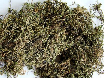 华山参的功效与作用