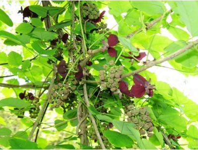 什么样人群适合用夏天膏方