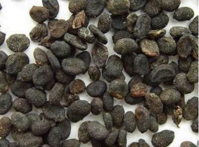 湖北十堰市竹溪县中医医院举行爱牙日义诊活